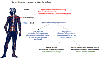 système nerveux central