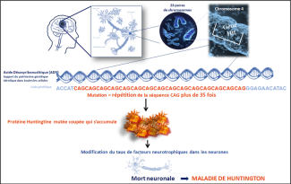 Mutation des cellules 