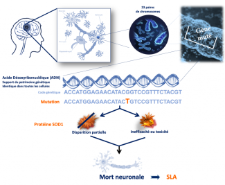 Effet d'une mutation dans la maladie de charcot