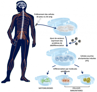 Mutation des cellules 