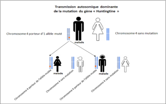 Transmission autosomique dominante de la mutation du gène