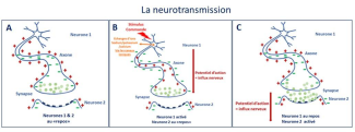 La neurotransmission dans l'autisme