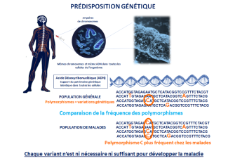 La prédisposition génétique