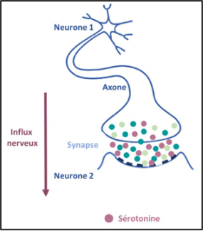 Schéma de l'influx nerveux