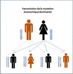 Transmission de la mutation