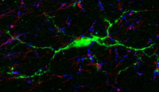 Discovery of a new way for our brain cells to communicate