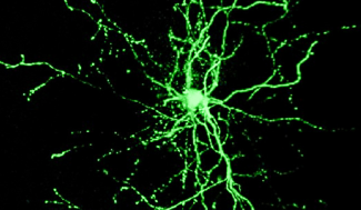 Neurones corticaux