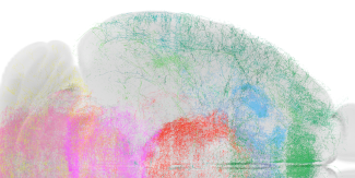 Projections of nesting-activated neurons throughout the brain, showing the extent of the regions contacted by these neurons. The image is obtained from 3D light-sheet imaging allowing the reconstruction of fibre trajectories in the brain at micrometric resolution.