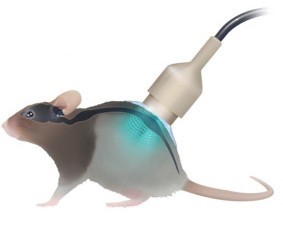 Un transducteur à ultrasons de 1 MHz a été positionné de manière à cibler la moelle épinière lombaire de la souris. Les ultrasons pulsés ont été administrés pendant 150s, en même temps que les microbulles. Crédit : Institut du Cerveau (CC BY 4.0).