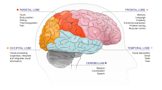 The different lobes of the brain