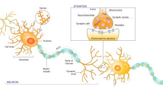 Structure of a neuron