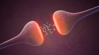 Des neurotransmetteur dans l'espace synaptique