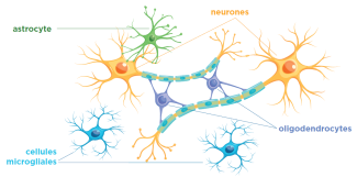 Schéma du synapse de novembre 2023