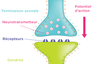 Potentiel d'action