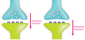 Changement de polarisation sur la dendrite