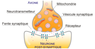 Structure d'un synapse