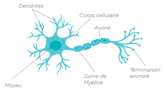 Structure d'un neurone