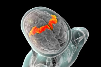 Le cortex moteur