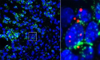 image figure 1 gcm2com