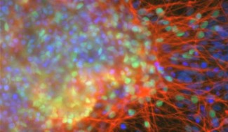 image neurones corticaux