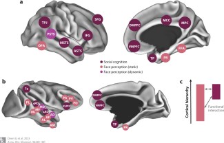 zones cérébrales impliquées dans les interactions sociales