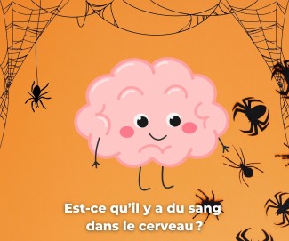 Dans le coin du ciboulot : est-ce qu’il y a du sang dans le cerveau ?