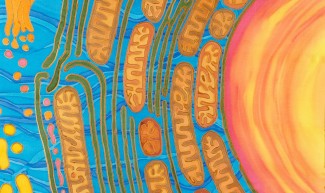 Stimuler les mitochondries pour doper la mémoire à long terme