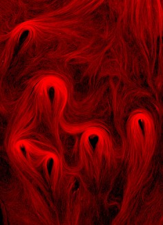 Microtubules in vitro. Crédit : Paul Appleton, Université de Dundee.