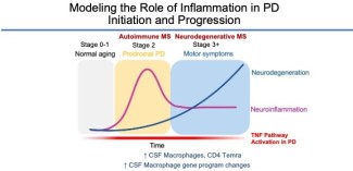 Figure 1: Modélisation du rôle de l'inflammation dans l'initiation et la progression de la maladie de Parkinson