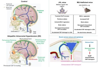 Figure 2: Flux sanguin veineux cérébral et vaisseaux lymphatiques méningés co-régulant la pression intracérébrale et la clairance du liquide cérébral