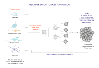 Biological Mechanism of Tumor Formation