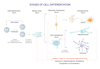 Cellular differentiation