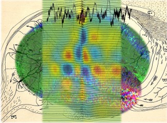 Neuromodulation of Neuronal Circuits