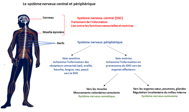 système nerveux central