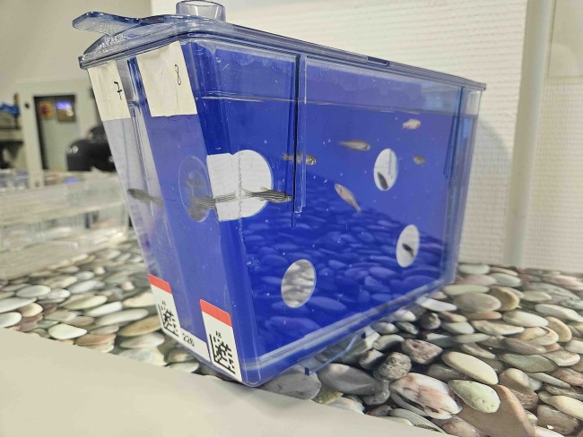 Conception d’un enrichissement structurel pour zebrafish